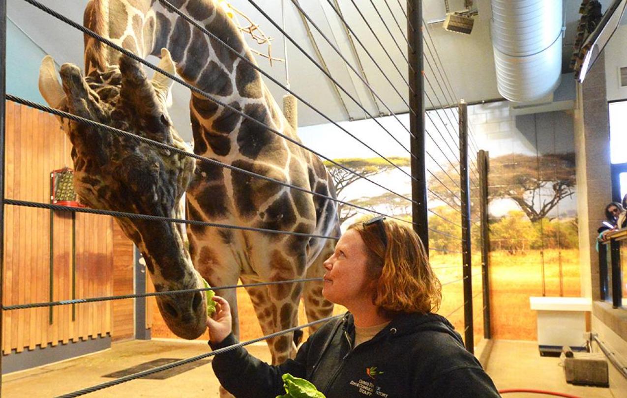 Jill feeds lettuce to Skeeter the giraffe.
